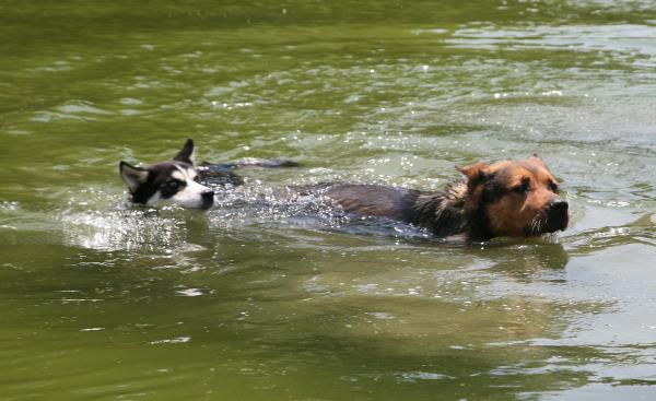 Köpeklerin uyumu