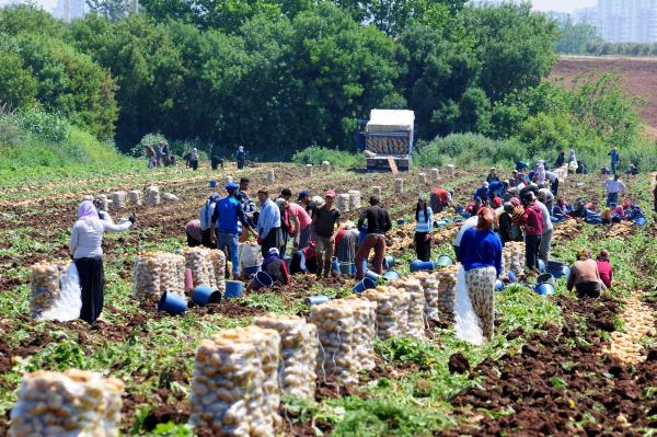 Prof. Dr. Gülçubuk: Türkiye'de 1 milyonun üzerinde gezici tarım işçisi var