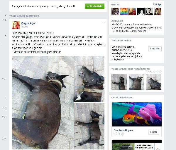 Bodrumlu veterinerden köpek ölümlerine tepki