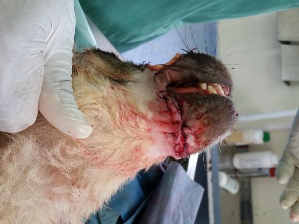 Sokak köpeğinin alt ve üst çenesine doku nakli yapıldı