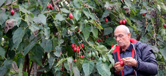 Almanya'da gördü, köyünde yetiştirdi