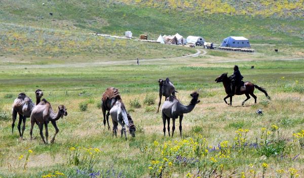 Develerle Van yaylalarında turist gezdirecek
