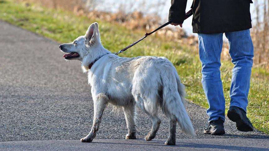 Köpek gezdirmek yasaklandı