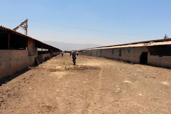 Silopi'de başıboş hayvanlar kesilerek, eti yoksullara dağıtılacak