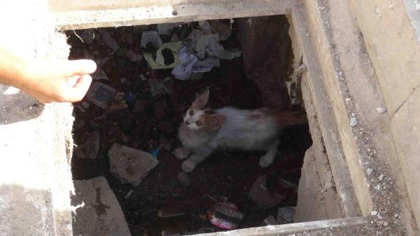 Nusaybin'de kanalizyasyonda 4 gün mahsur kalan yavru kedi kurtarıldı