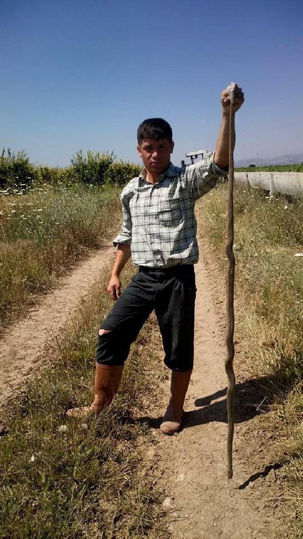 Kendisine saldıran yılanı öldürdü