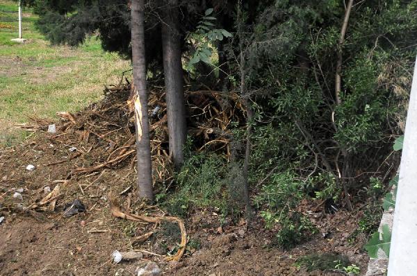 Yalova’da köprülü kavşak için yine ağaç kesildi