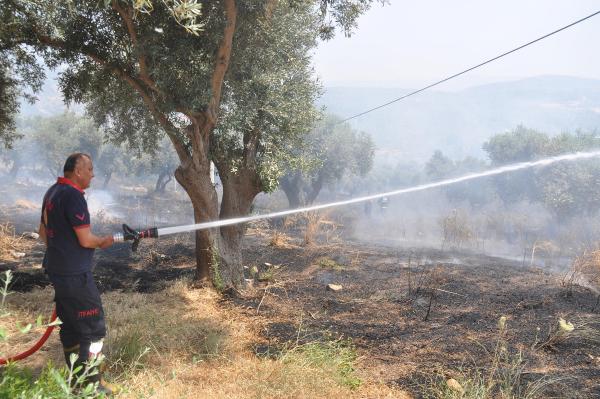 Kuşadası'nda zeytinlik yangını