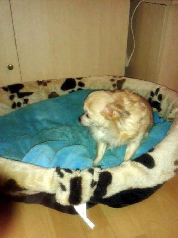 Almanya'dan geldi, köpeğini kaybetti