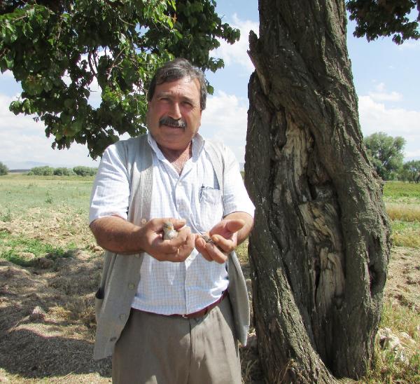 'Saklı kuş cenneti' gibi ağaç