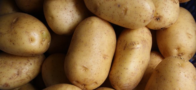 Almanya’da patates zamlanacak