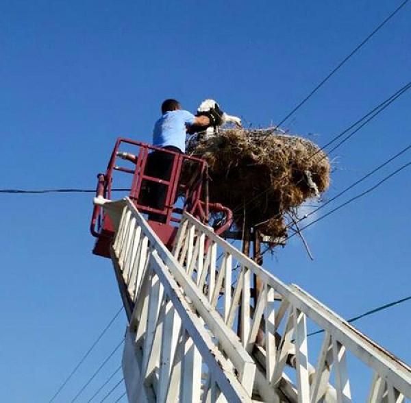 Yuvadan düşen yavru leyleği itfaiye yerine koydu
