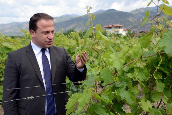 Erbaa Festivali'nde üzüm yaprağının tanıtımı için yarışma
