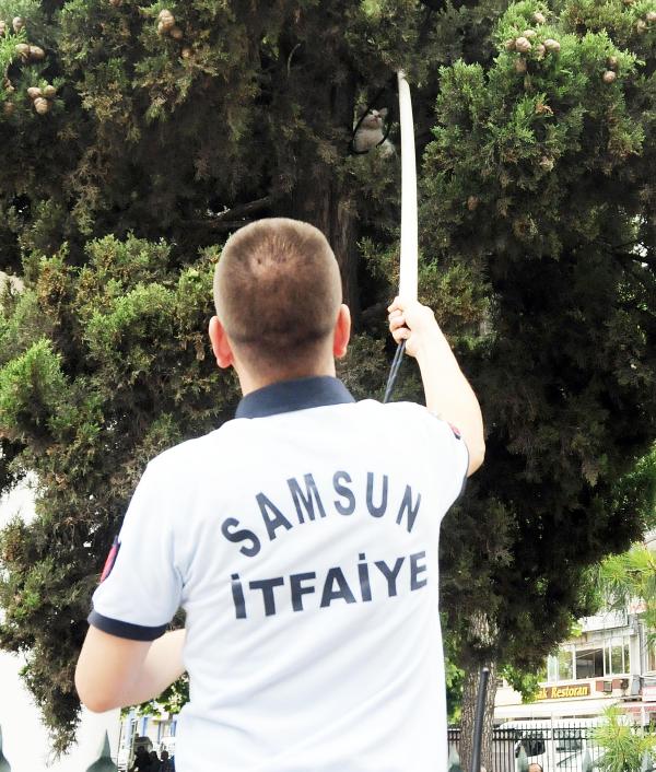 İtfaiye, köpekten kaçıp ağaçta mahsur kalan kediyi kurtardı