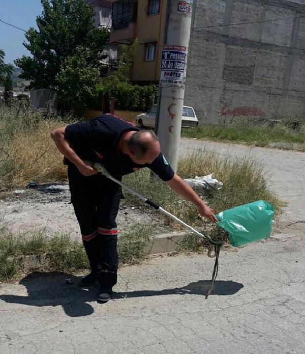 Kuşu kapan yılan telef oldu, mahalle sakinleri canlı sanıp korktu