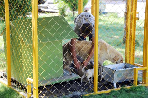 Sokak köpeği 12 yavru doğurdu, korumaya alındı