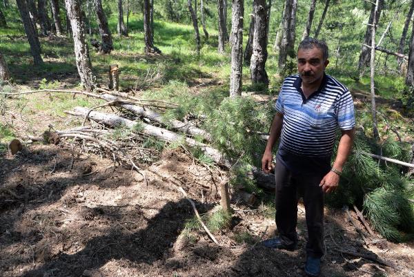 Karabük'te ayı mezar açtı
