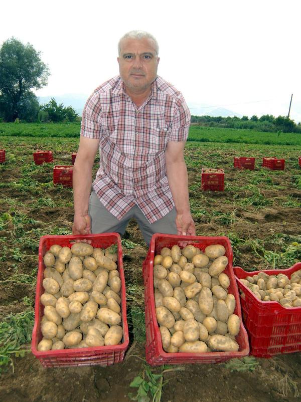 Patateste verim bol, fiyat makul