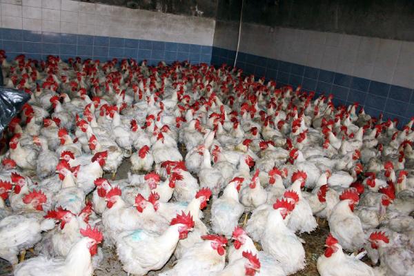 Depoya kaçak tavuk kesimi baskını