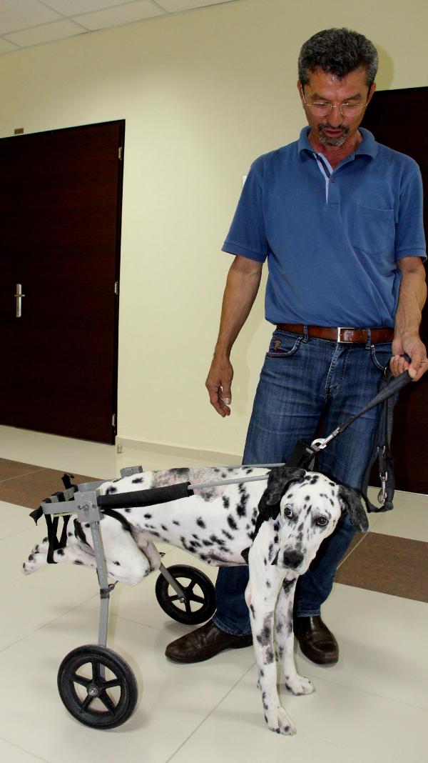 Boyun fıtığı olan köpek ameliyatla yürütüldü