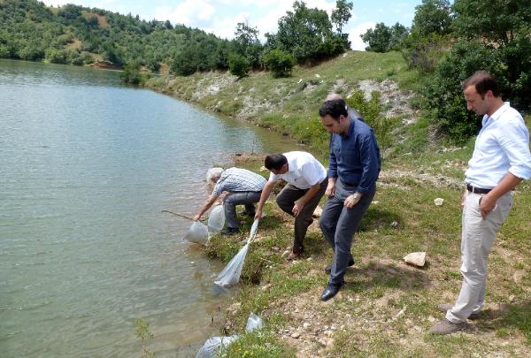 Kastamonu'da 5 gölete 119 bin sazan bırakıldı