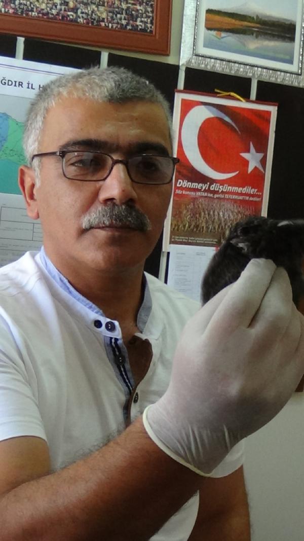 Erken uçuna düşüp yaralanan ebabil kuşu korumaya alındı