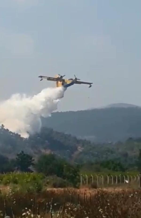Milas'ta orman yangını
