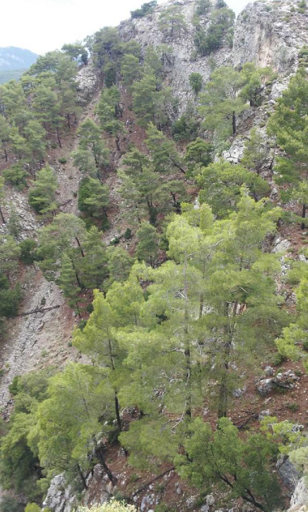 Köyceğiz'de kayıp zihinsel engelli Güllü seferberliği (2)
