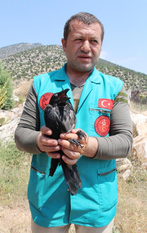 Evcilleştirilmek istenen karga doğal hayata salınacak