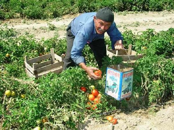 Otomobilin çarptığı traktör sürücüsü düşdü, tekerin altında ezildi