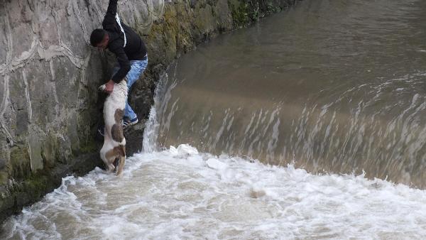 Dereye düşen köpeği beline ip bağlanan genç kurtardı