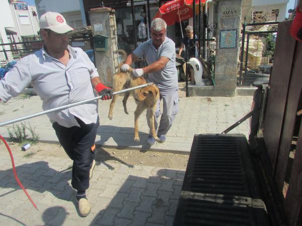 Evinin bahçesinde 40 köpek bakan kadını komşuları şikayet etti