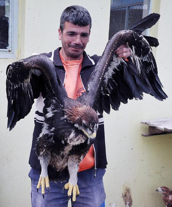 Yaralı yabani hayvanlara barınakta tedavi