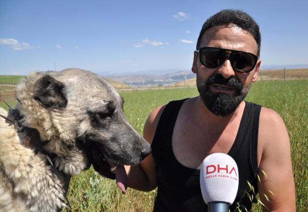 Mevsimsel değişiklikler kangal köpeklerini olumsuz etkiledi