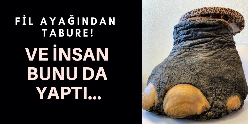 İnsanoğlu bunu da yaptı