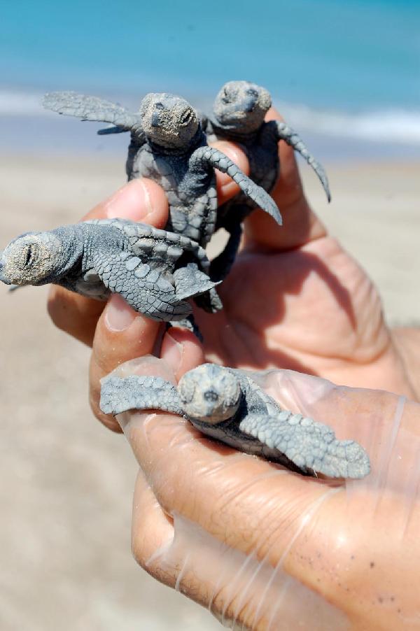Caretta Caretta'lar yumurtadan çıkmaya başladı