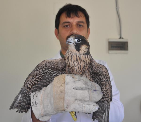 Yaralı bulunan doğan, tedavi altına alındı