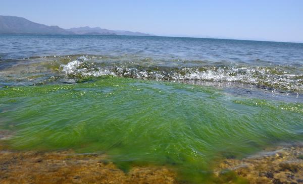 Datça'da deniz kirliliği uyarısı