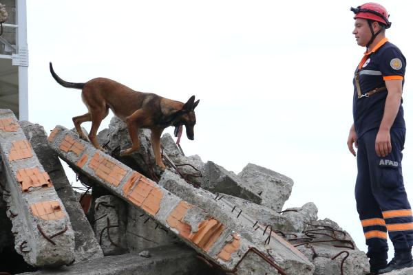 Bu köpekler, enkaz altındaki canlıyı 3- 7 dakika içinde buluyor