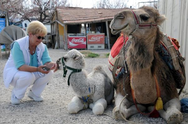 Kapadokya’da turistlerin yeni eğlencesi deve turları