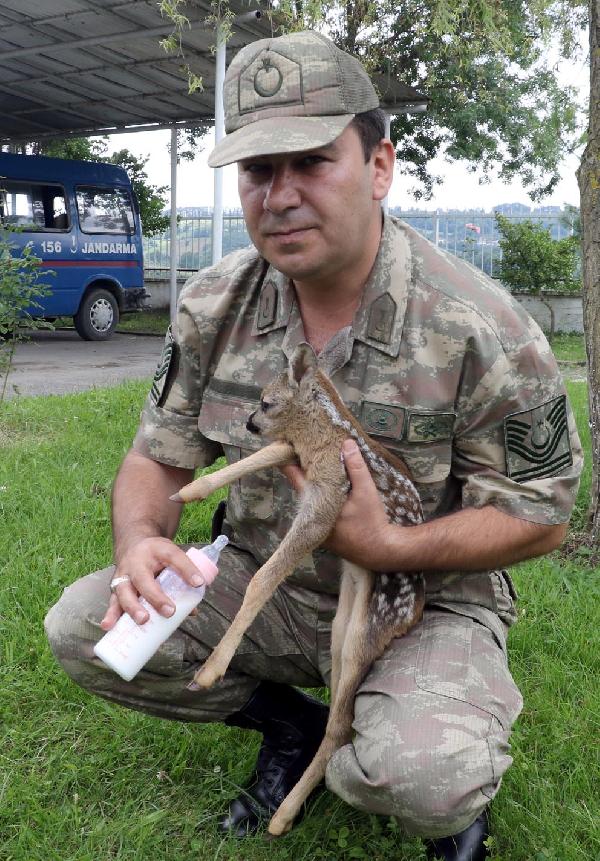 2 haftalık yavru karaca yaralı olarak bulundu