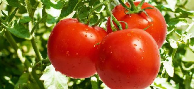 17 ton Türk domatesini ülkeye almadı