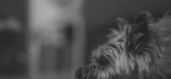 Vergi borcu yüzünden köpeğe haciz