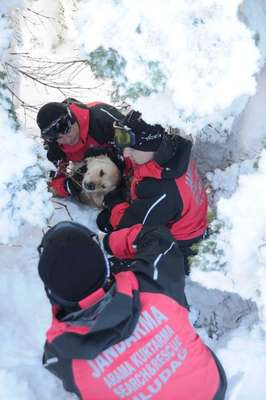 Uludağ'da jandarmadan köpek kurtarma operasyonu