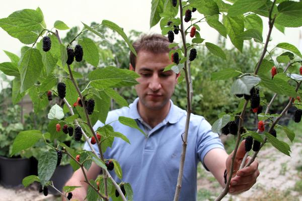 Avustralya karadutu Erzurum'da yetiştiriliyor