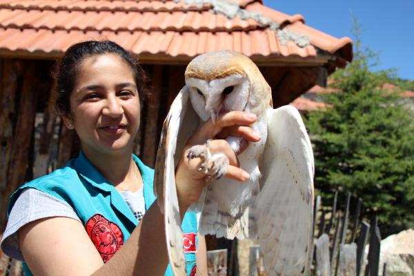 Peçeli baykuş özgürlüğe kanat çırptı