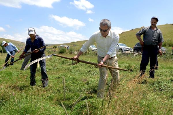 Ardahan Valisi Deniz, çiftçilerle tırpan salladı