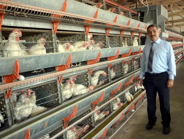 Üniversitede tavukların yumurtlama performansları ölçülüyor