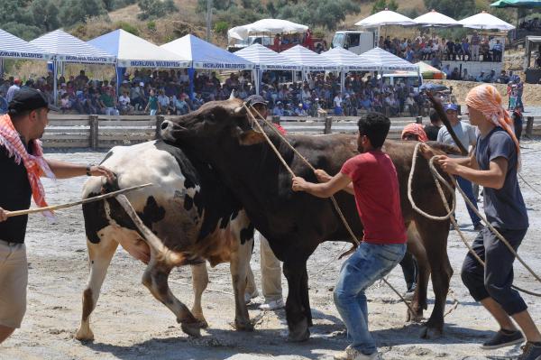 Germencik'te mehterli boğa güreşi