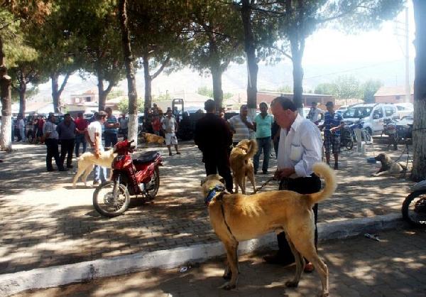 Sarıgöl'de çoban köpekleri yarıştı